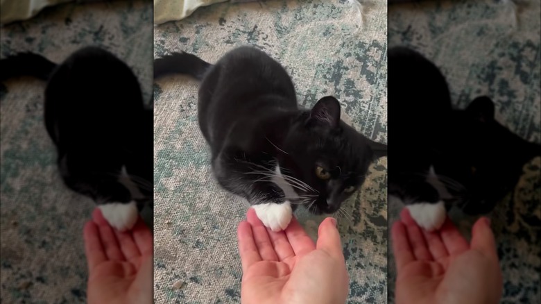 Black and white cat touching a paw to a person's hand