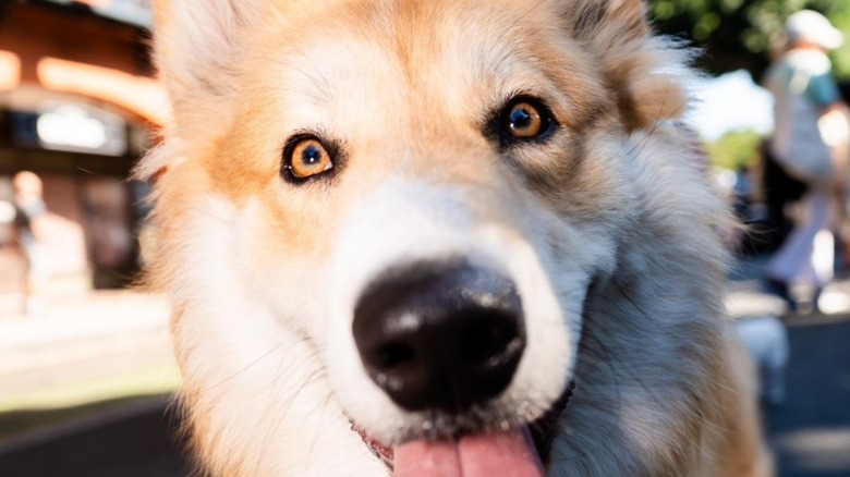 Apollo the corgi-malamute mix smiling at a camera