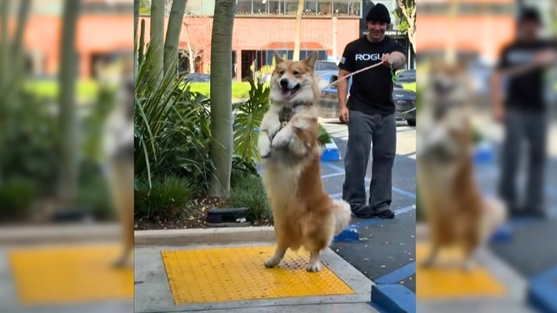 Large corgi-malamute mix standing on hind legs outside as male owner holds its leash.