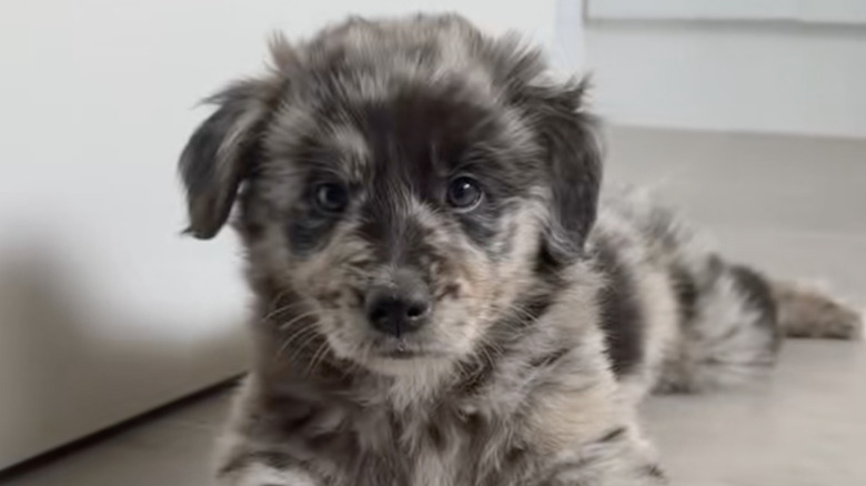 A golden retriever-border collie mix puppy lies down on the floor.