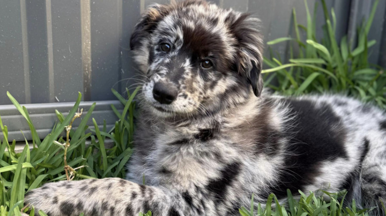 A golden retriever-border collie mix puppy settles into the grass.