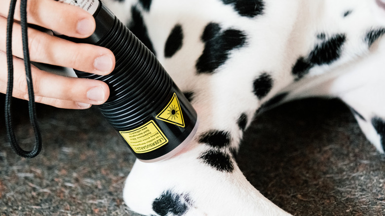 Close up of a Dalmatian's leg that is receiving laser therapy
