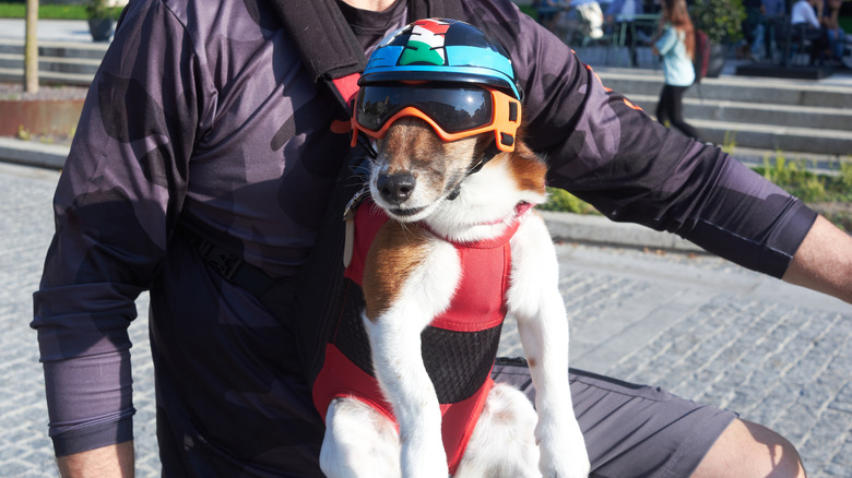 A dog wearing helmet and goggles strapped to an owner's chest
