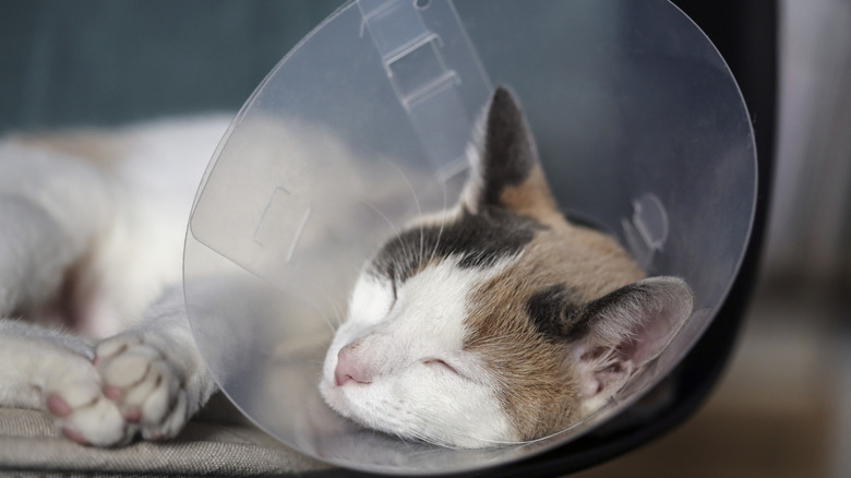 A domestic shorthair cat asleep wearing a cone