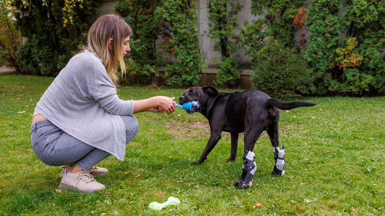 A dog with supports on its back legs playing tug of war with its owner
