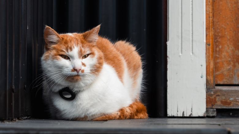 An orange and white cat outside wearing a smart collar