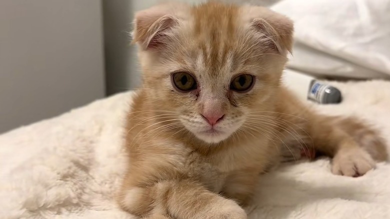Orange Maine Coon-Scottish fold lays on a cream-colored bed.