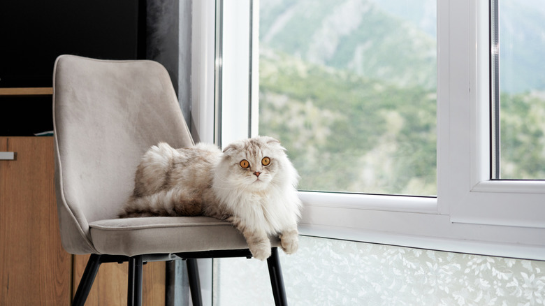 A fluffy Scottish fold cat looking regal on a chair