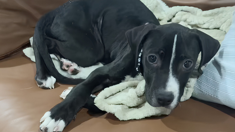Black and white puppy stares at the camera