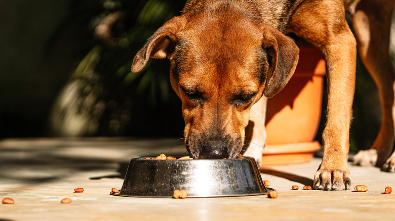Large brown dog eating dry food out of a dog bowl