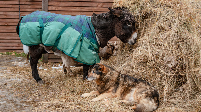 A dog sleeps near a donkey eating hay on a farm.