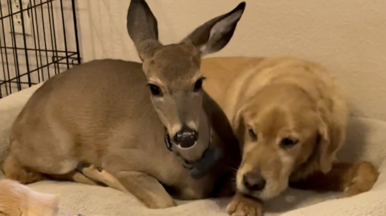 A deer and a golden retriever are unlikely friends on Instagram.