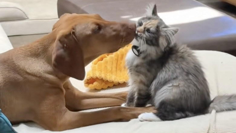 Dahlia the dog and Poppy the cat from TikTok are best friends.