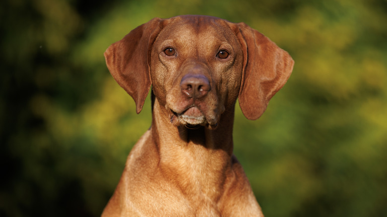 Vizsla dog looking straight at the camera.