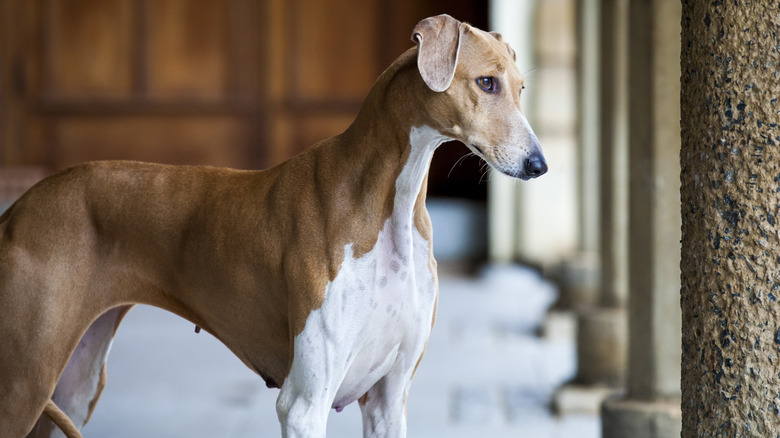 An Azawakh dog stands tall in front of a home
