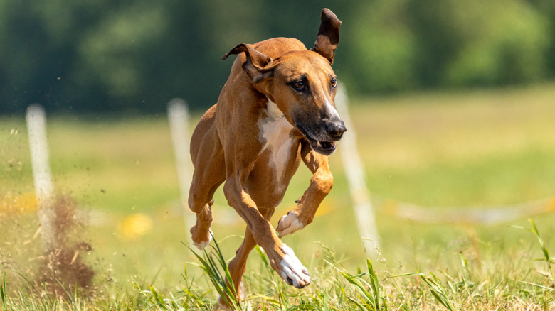 Am azawakh dog springing through a field in mid run