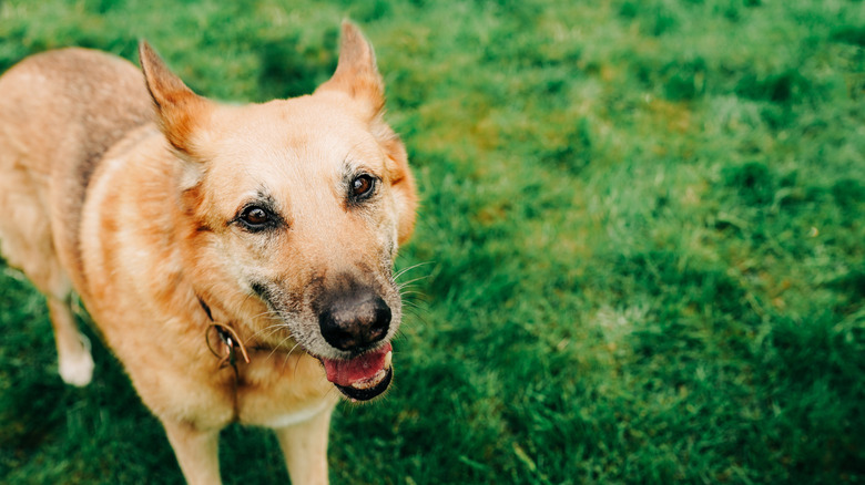 An older Chinook dog smiling while outside on a lawn