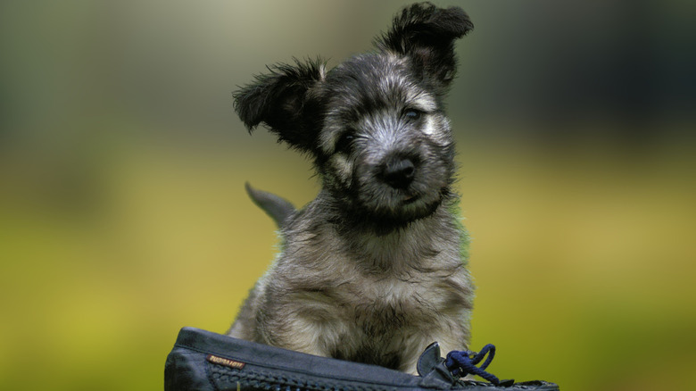 A Skye terrier puppy in front of a shoe