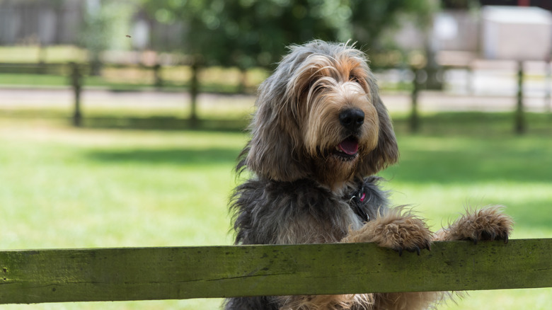 An otterhound standing with its paws resting up against a fence