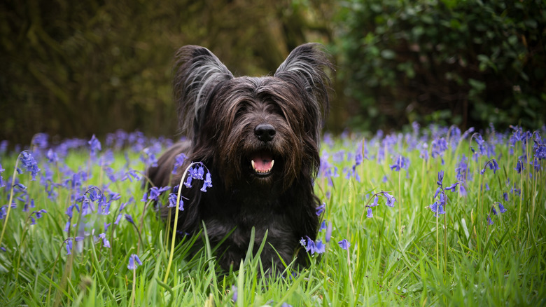 A happy Skye terrier in a field with flowers