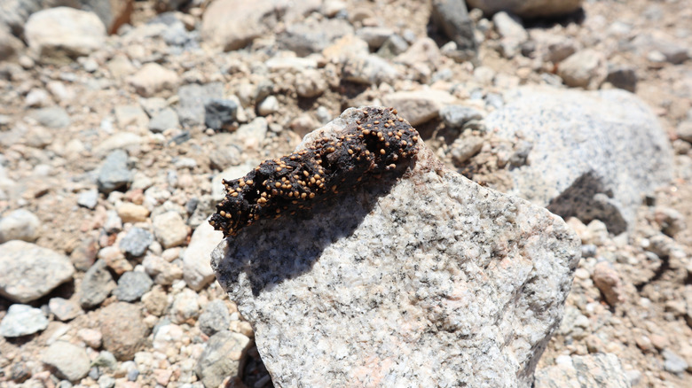 Coyote droppings with seeds and fur in it