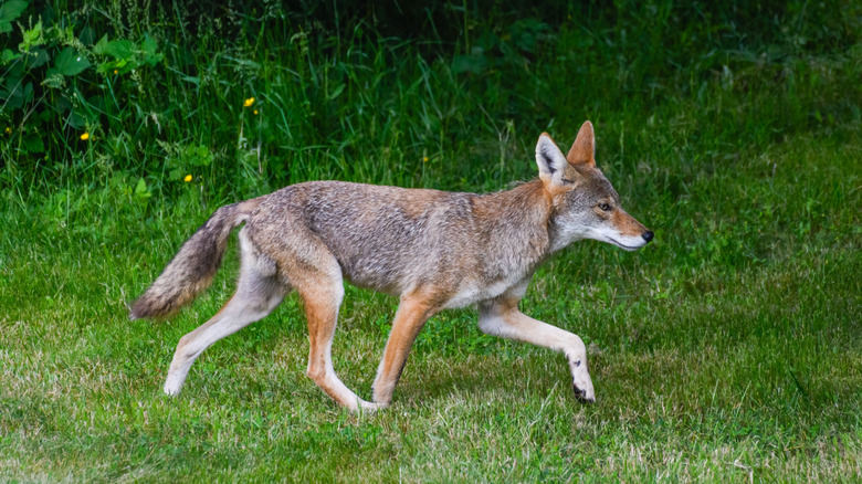 Coyote walking through lawn