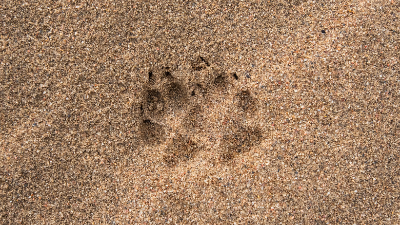 Coyote paw prints in sand