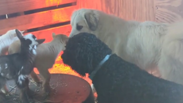 A Great Pyrenees and goldendoodle wait in a barn to see baby goats.