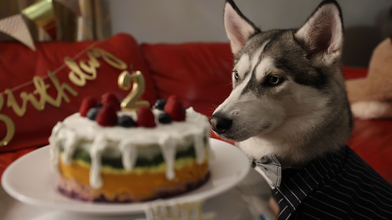 A husky dog stares at a birthday cake.