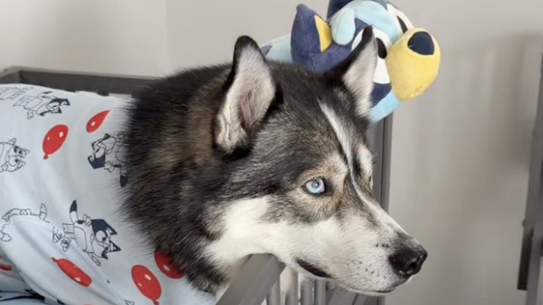 An Instagram-famous Siberian husky named Blue loves the kids' cartoon 