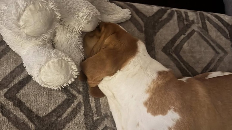 Watch This Shy Basset Hound Come Home To Heartwarming Surprise At New Forever Home