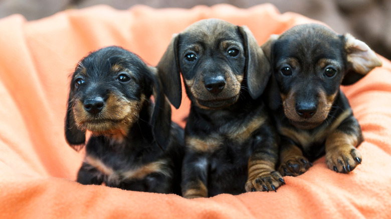 Three dachshund puppies together.