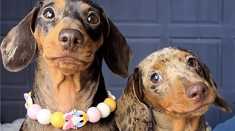 Mama Tokyo and baby Aiko dachshunds from TikTok.