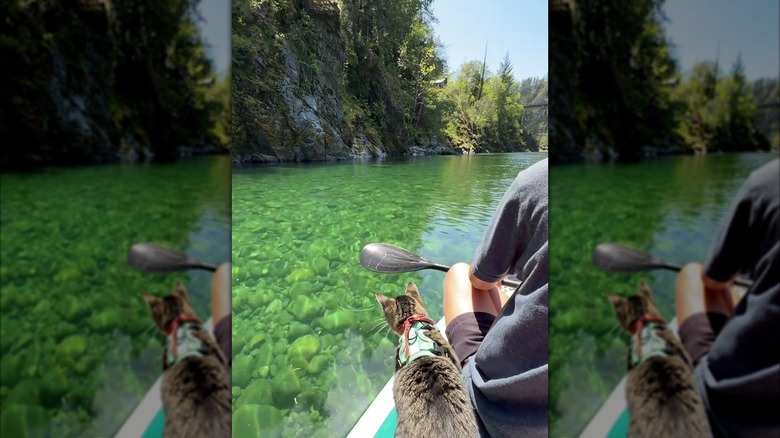 Tabby cat being paddled around on a paddleboard