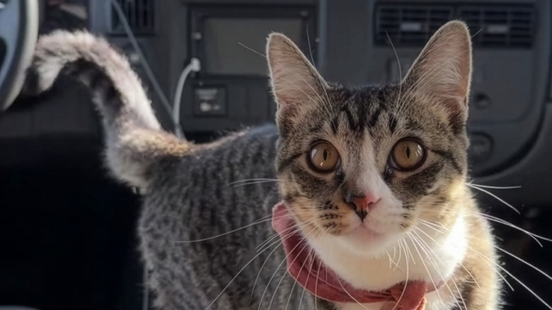 Close-up of a tabby cat in a car
