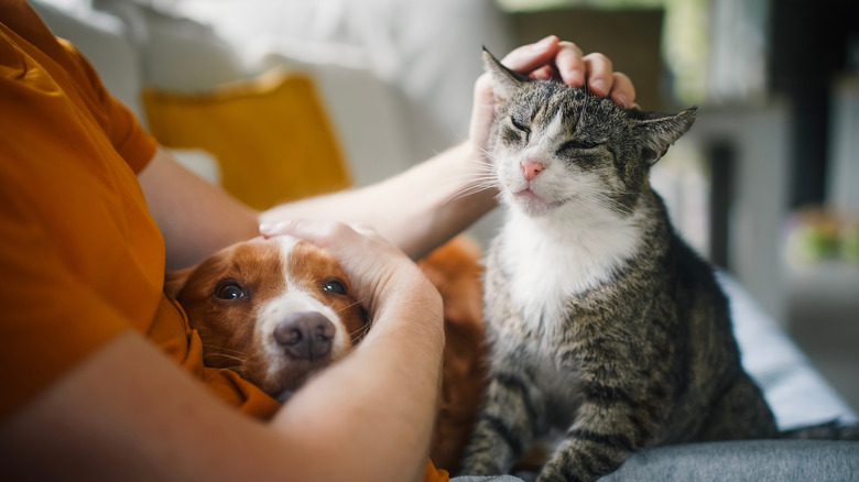 Closeup of person petting a dog and cat on sofa