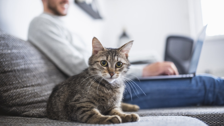 Cat in foreground on sofa, man in blurred background on sofa with laptop