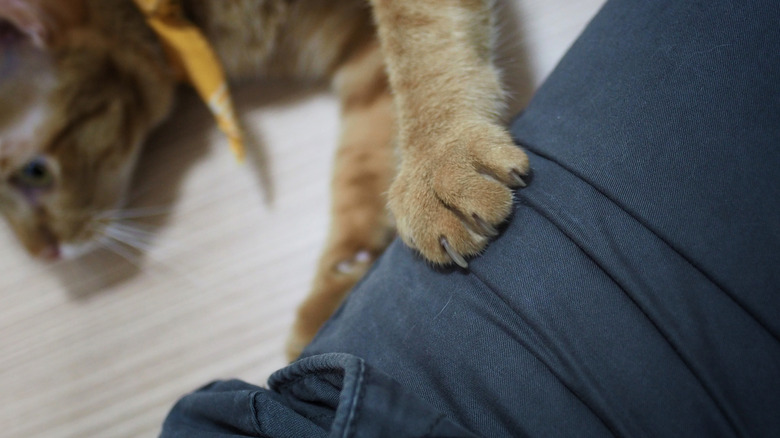 Cat kneading owner's lap