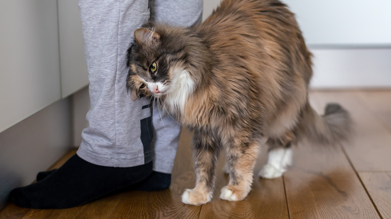 Cat rubbing against human's legs