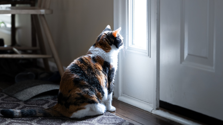 Sad calico cat looking through front window