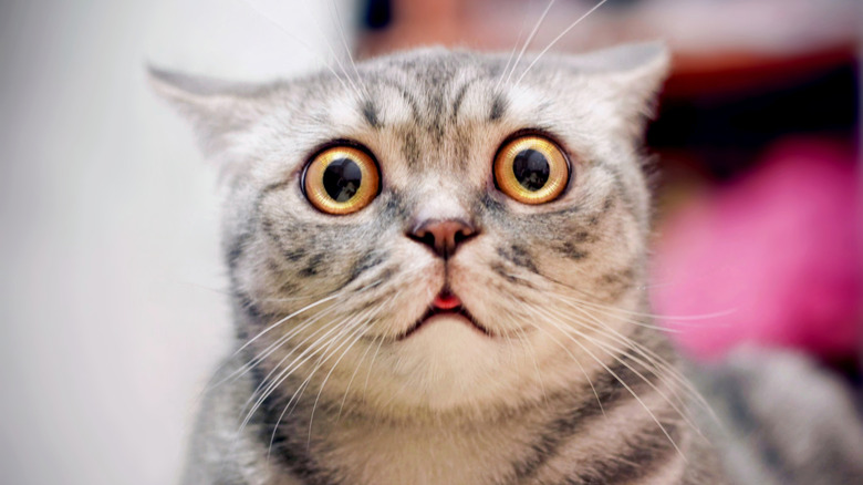 Scared cat with big eyes