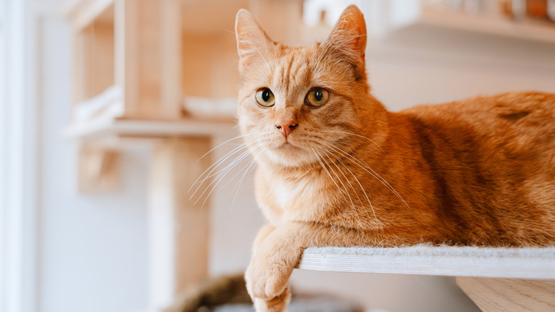 Cat lying on tree shelf