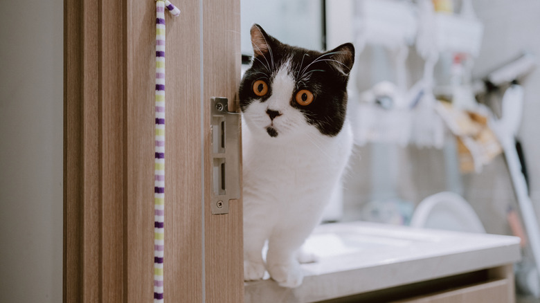 Cat with startled look sitting on bathroom counter