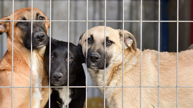 Dogs behind cage at animal shelter