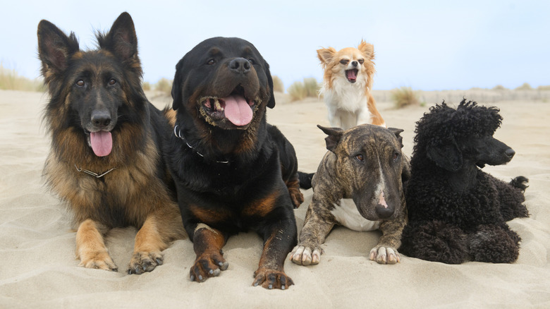 German shepherd, rottweiler, bull terrier, Chihuahua, and poodle lying on beach
