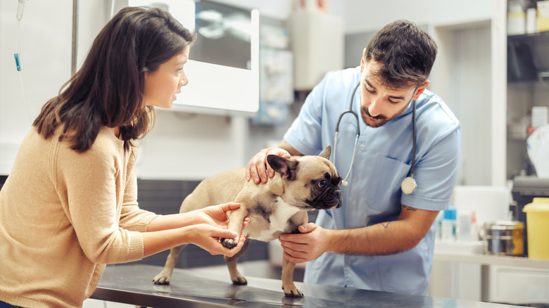 Dog being examined by vet while concerned owner holds dog's paw