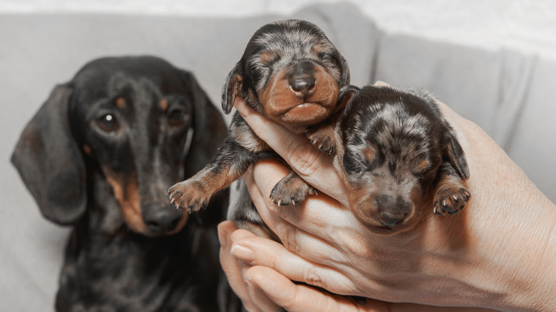 Hands hold two dachshund puppies while an older dachshund looks on