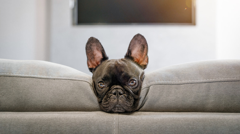 French bulldog peeking between the couch cushions