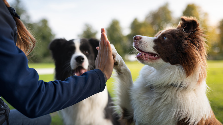 Border collie giving person a high five