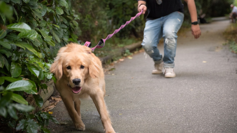 Golden retriever pulling on leash